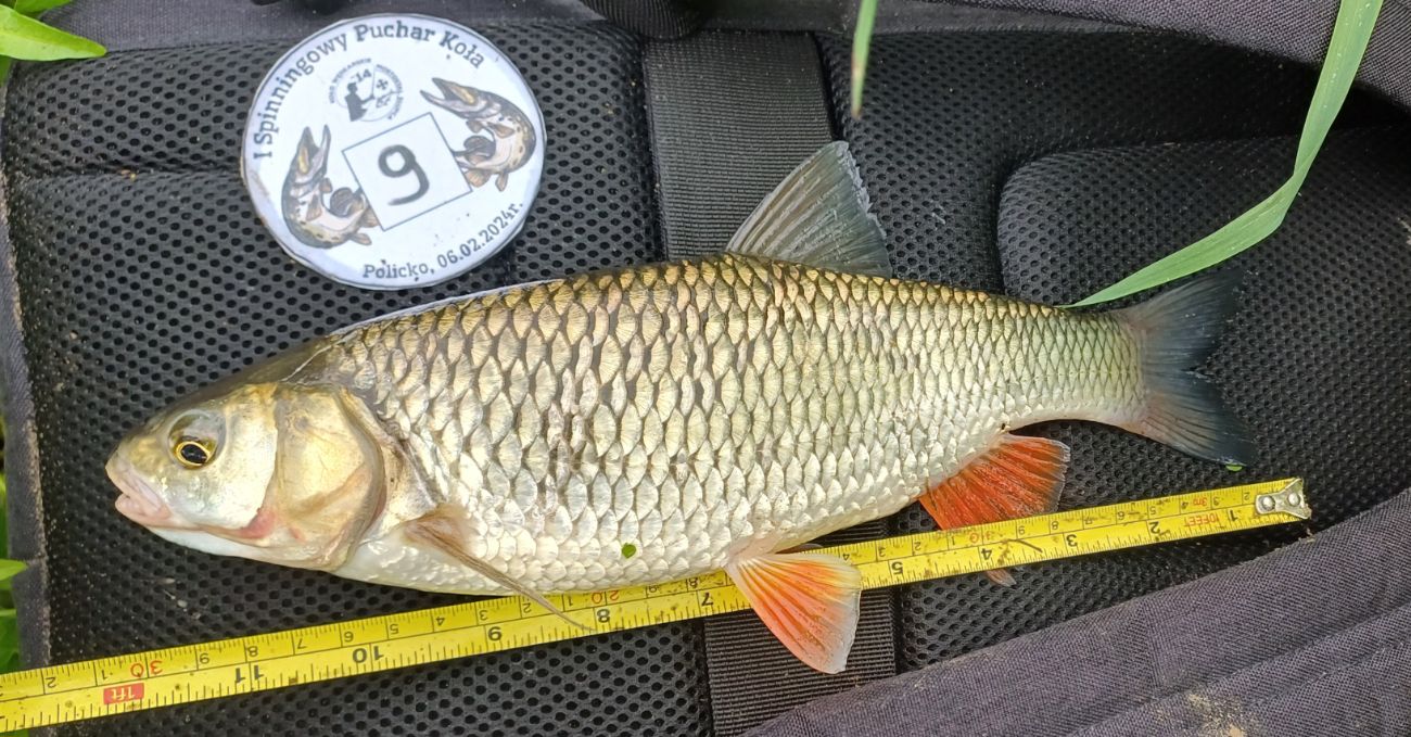 Spinningowy Puchar Koła