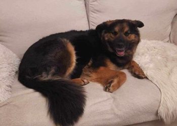 Zaginęła Misia. Ktoś ją widział?