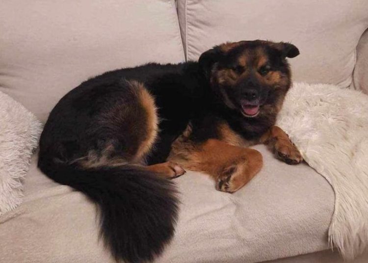 Zaginęła Misia. Ktoś ją widział?