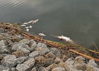 Znowu martwe ryby w naszym jeziorze. Grozi nam kolejna katastrofa?