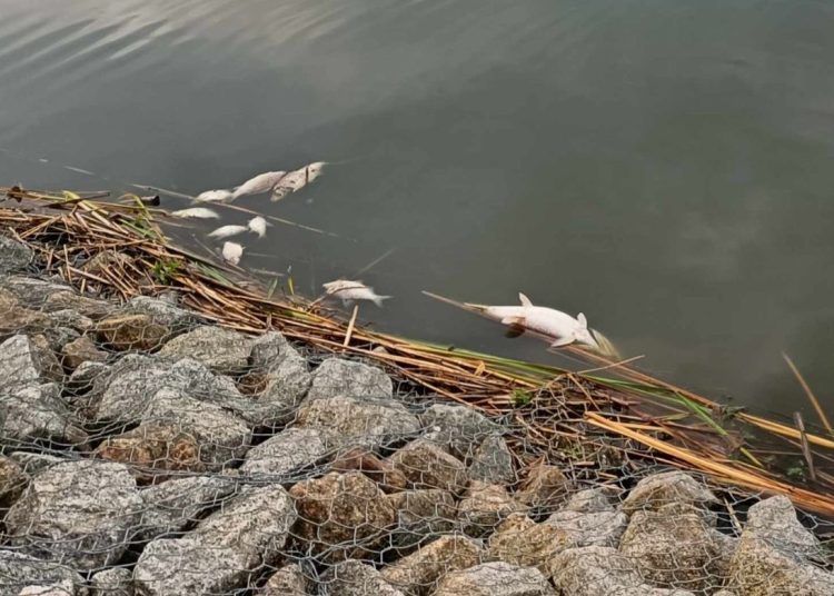 Znowu martwe ryby w naszym jeziorze. Grozi nam kolejna katastrofa?