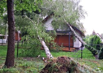 Drzewo przewróciło się na dom