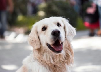 Kiedy podawać psu bezzbożową karmę?