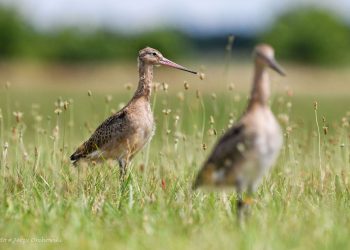 Więcej rycyków w nadwarciańskim parku