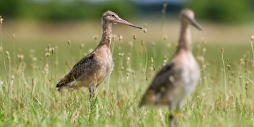 Więcej rycyków w nadwarciańskim parku
