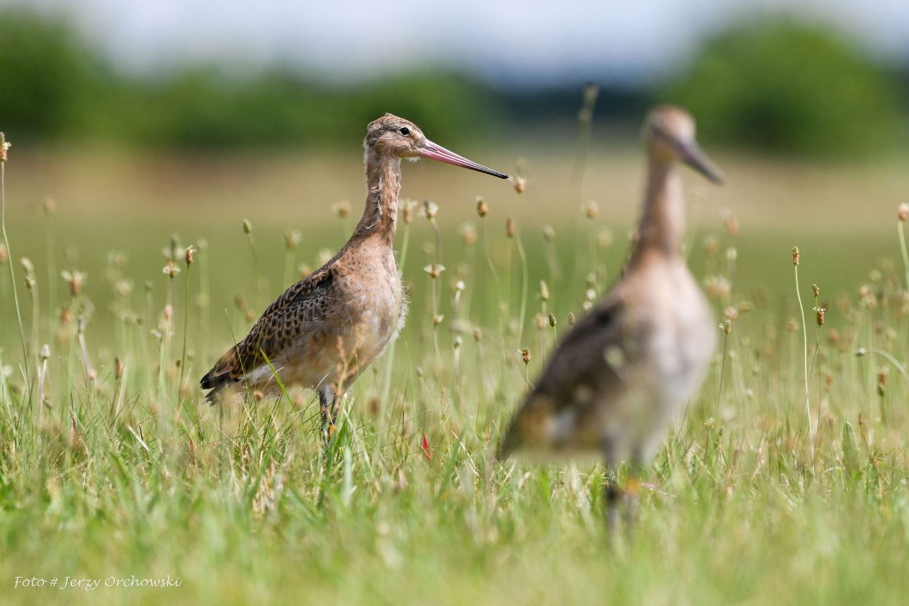 Więcej rycyków w nadwarciańskim parku