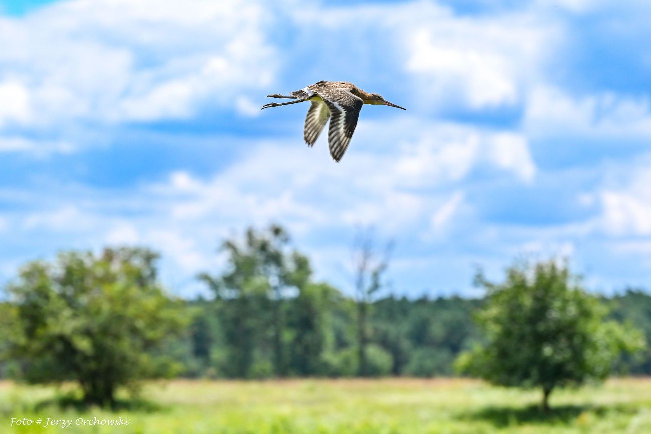 Więcej rycyków w nadwarciańskim parku