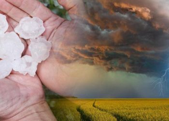 Będą szacować szkody w uprawach. Złóż wniosek