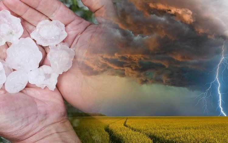 Będą szacować szkody w uprawach. Złóż wniosek