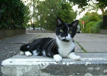 Radny chce stworzyć program pomocowy dla właścicieli zwierząt domowych