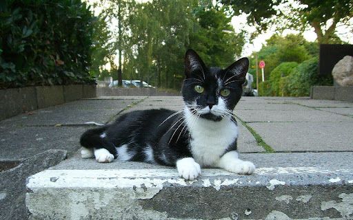 Radny chce stworzyć program pomocowy dla właścicieli zwierząt domowych