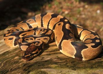 Gady i ptaki. Egzotyczne zwierzęta mieszkańców powiatu