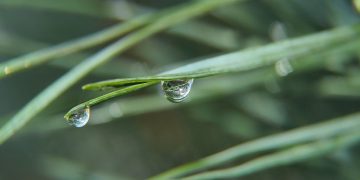 Jak efektywnie notować i zapamiętywać materiały z biologii?