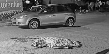 Pies konał na oczach mieszkańców Kopernika