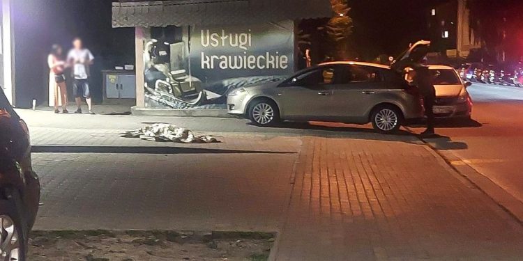 Policja ustaliła jak doszło do śmierci psa