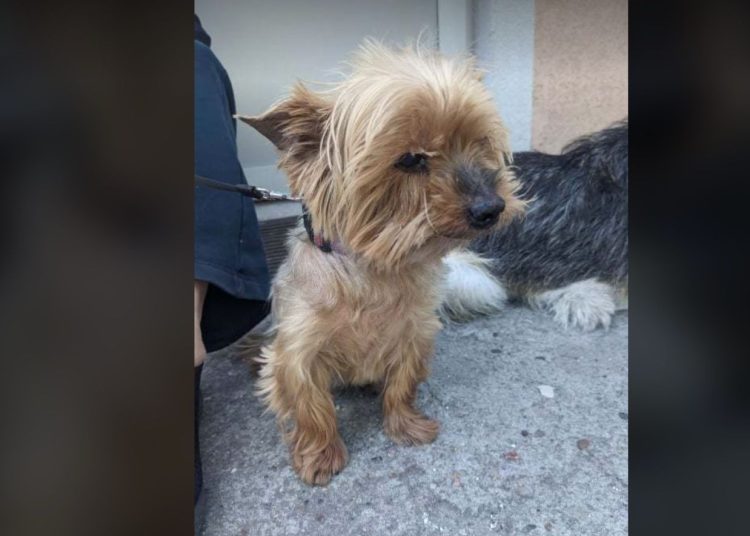 Zaginął york. Dla znalazcy nagroda