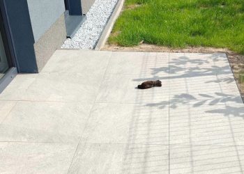 „Nowy blok i nowy problem. Giną ptaki”