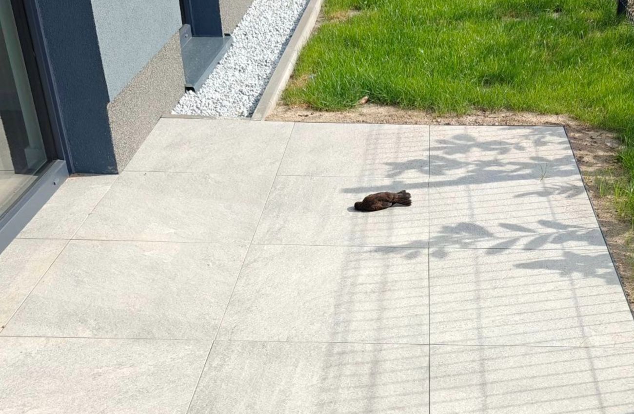 „Nowy blok i nowy problem. Giną ptaki”