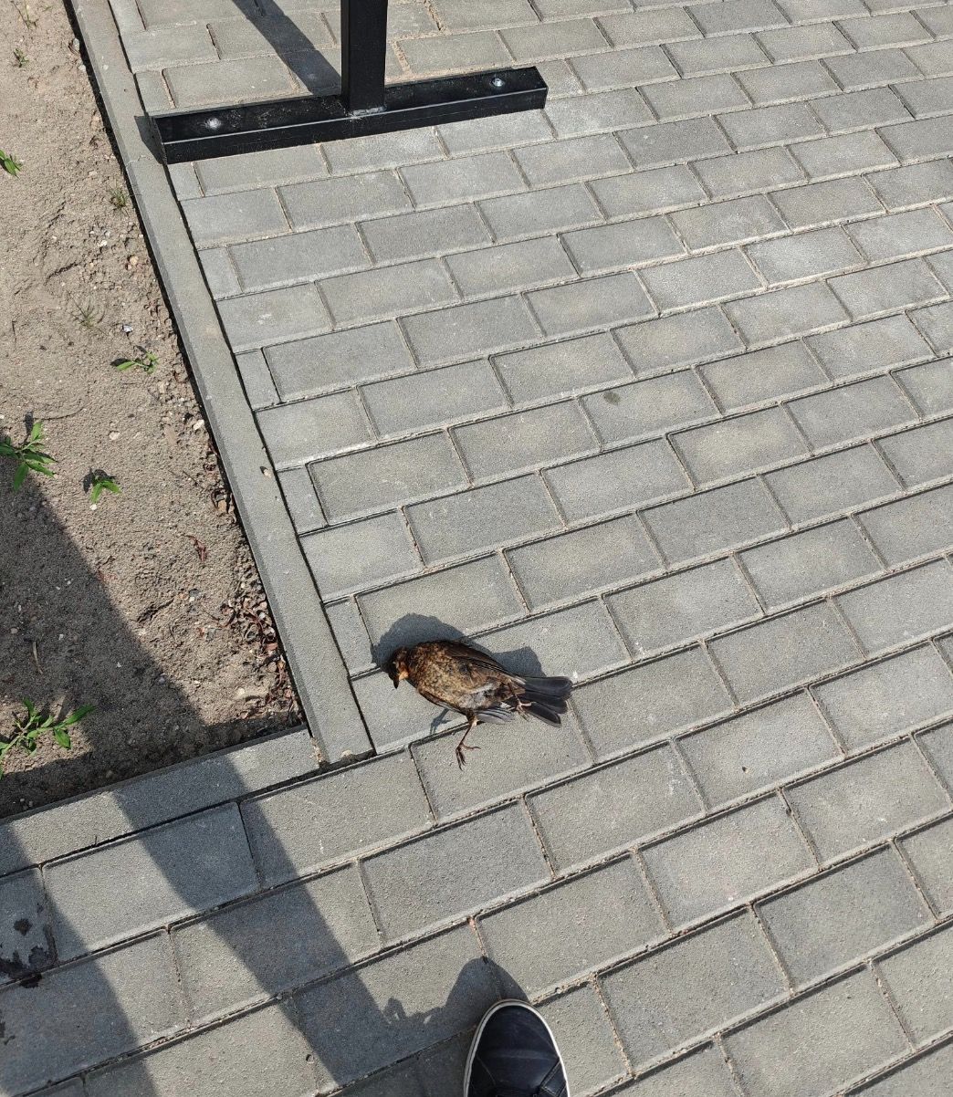 „Nowy blok i nowy problem. Giną ptaki”