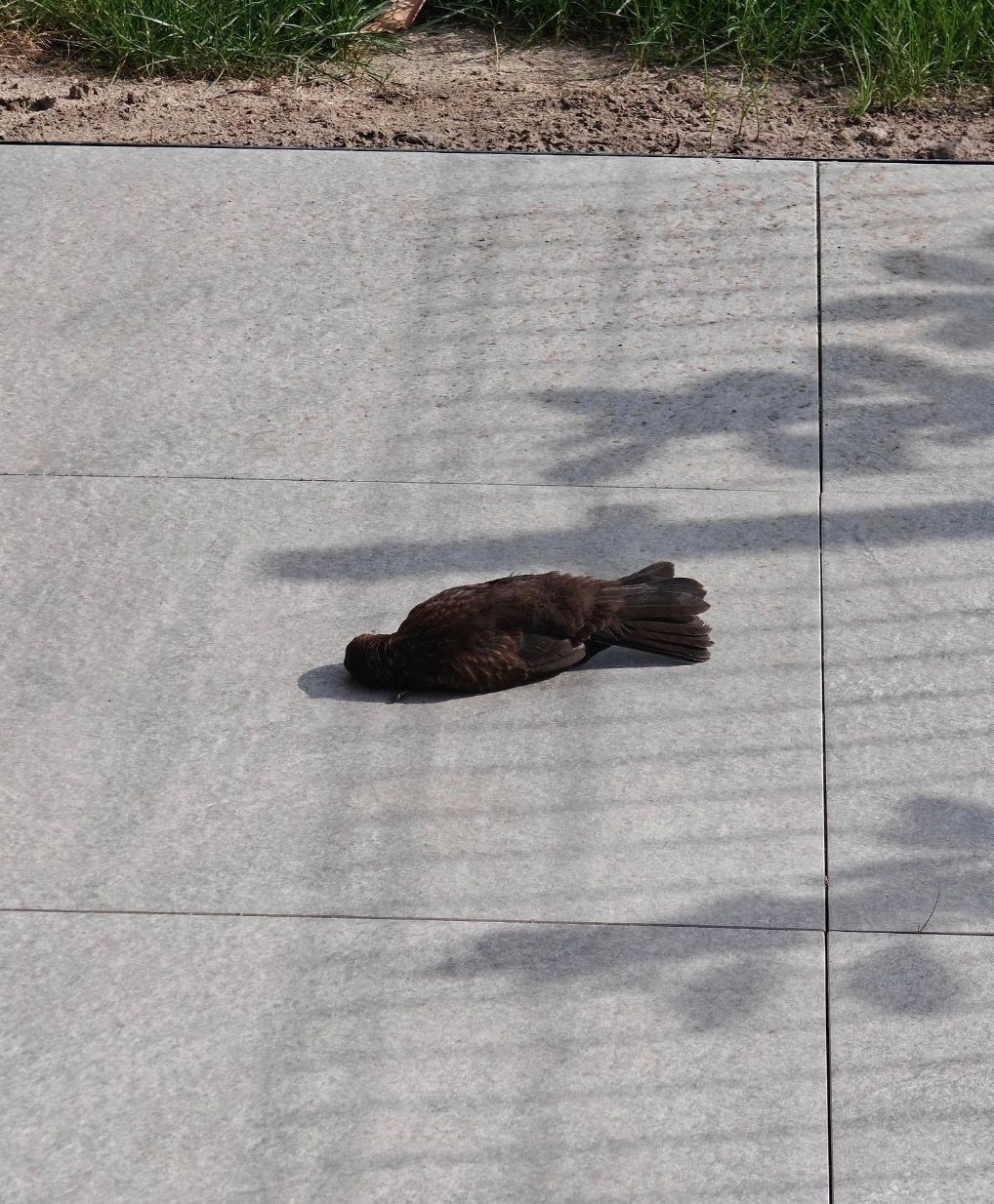 „Nowy blok i nowy problem. Giną ptaki”