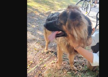 Owczarek błąka się po mieście