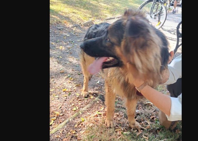 Owczarek błąka się po mieście