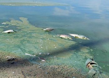 Wyłowili już 30 ton śniętych ryb. To nie koniec