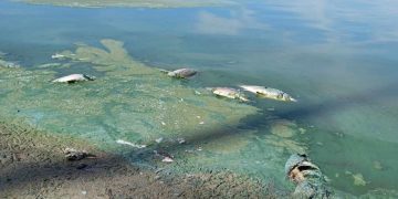 Wyłowili już 30 ton śniętych ryb. To nie koniec