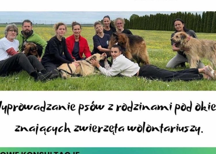 Dzień otwarty w schronisku. Zapraszamy!