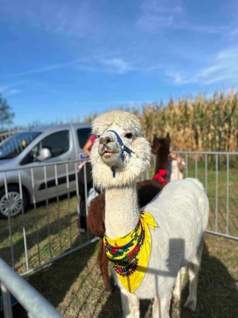 Koszuty dla Basi. Zobacz zdjęcia z festynu