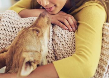 Olejek CBD dla psa — kiedy warto go stosować?