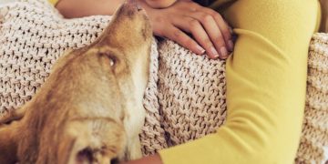 Olejek CBD dla psa — kiedy warto go stosować?