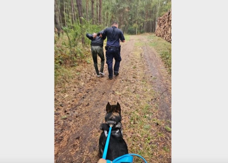 Żeby nie trafić do więzienia uciekł do lasu. Wtedy do akcji wkroczył Rambo
