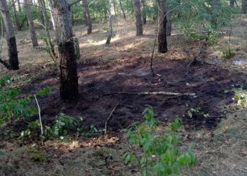 Paliło się w lesie