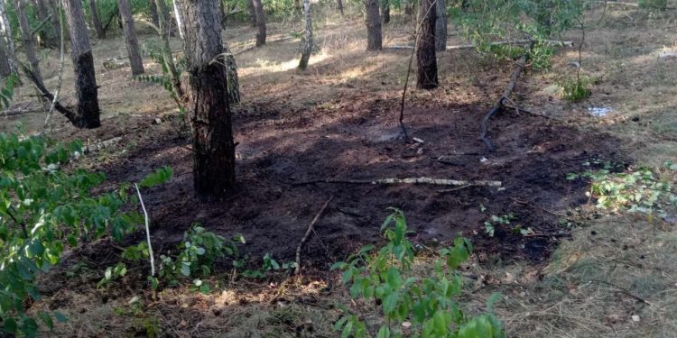 Paliło się w lesie