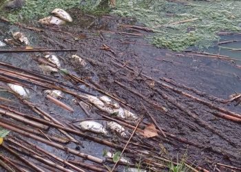 Są wyniki badań ryb. Dzisiaj starostwo wyda komunikat