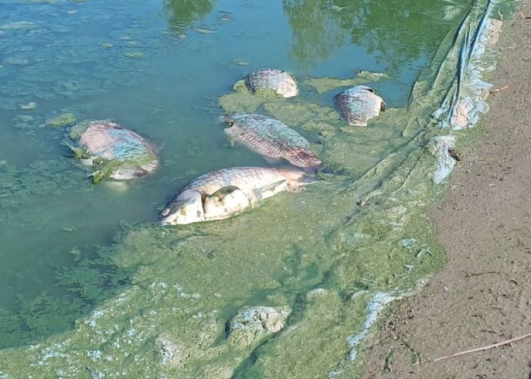 Ryby były chore. Są wyniki badań