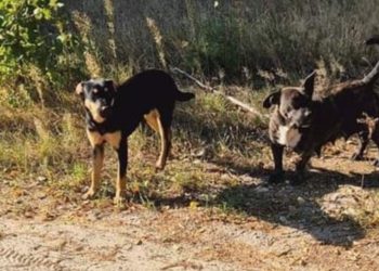 Błąkają się tam agresywne psy. Gmina ma apel do mieszkańców