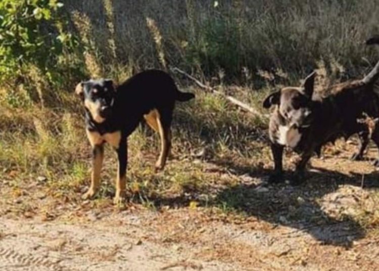 Błąkają się tam agresywne psy. Gmina ma apel do mieszkańców