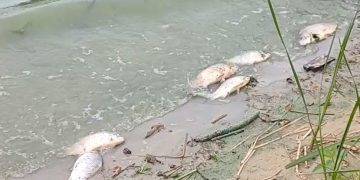 Zbadali wodę z Jeziora Słupeckiego. Znamy wyniki