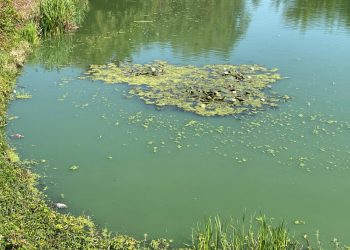 Burmistrz odpowiada ws. stawku. „Pracownicy urzędu wykonują swoje obowiązki”
