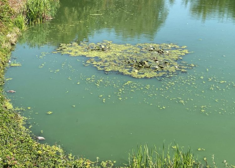 Burmistrz odpowiada ws. stawku. „Pracownicy urzędu wykonują swoje obowiązki”