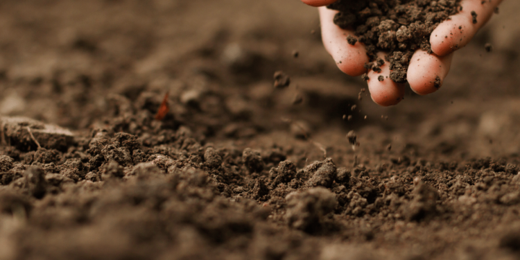 Jak przygotować glebę na przyszły sezon? Porady na jesień