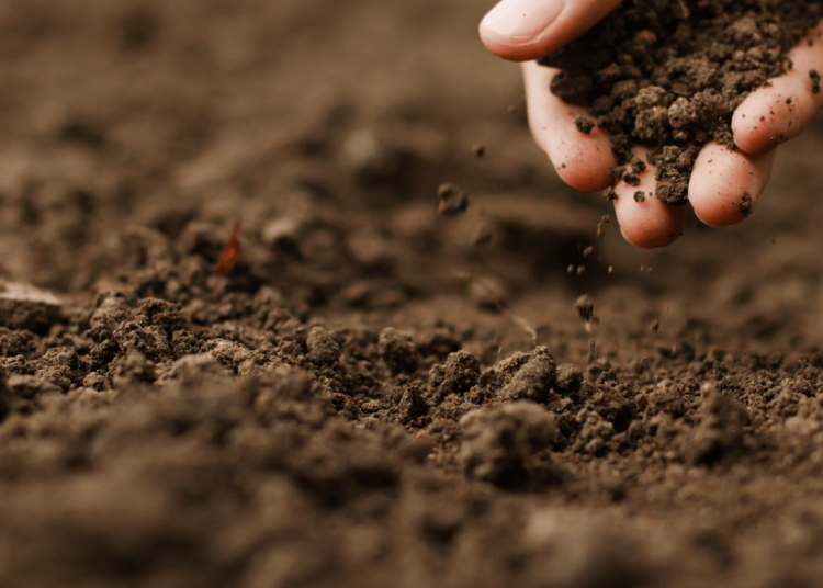 Jak przygotować glebę na przyszły sezon? Porady na jesień