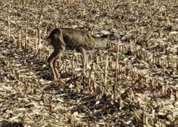 Kto pomoże sarnie? „Nie chcę zostawić jej na pewną śmierć”