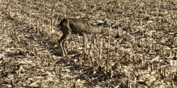 Kto pomoże sarnie? „Nie chcę zostawić jej na pewną śmierć”