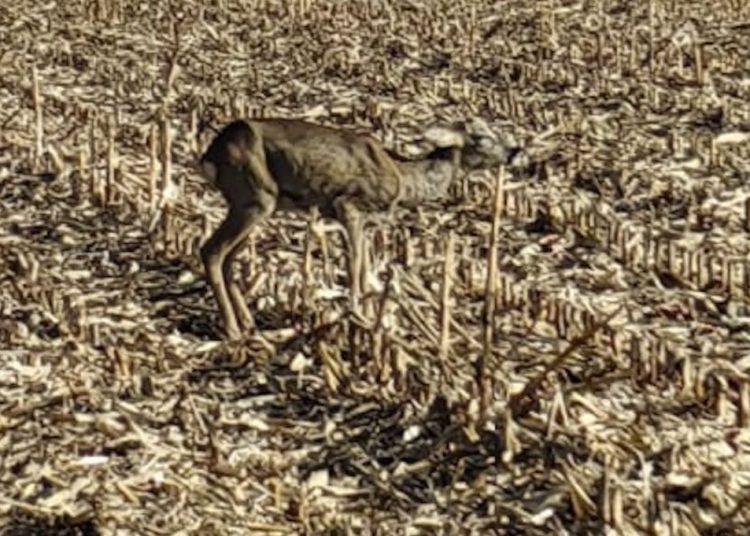 Kto pomoże sarnie? „Nie chcę zostawić jej na pewną śmierć”