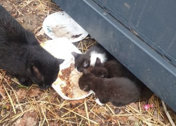 Te koty potrzebują pomocy. „Sama nie dam rady”