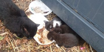 Te koty potrzebują pomocy. „Sama nie dam rady”