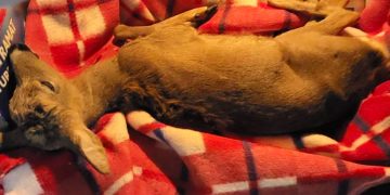 Los sarny wielu poruszył. Jest szczęśliwy finał!